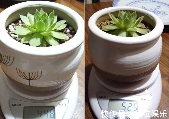 多肉也有缺水信号，找到后浇透，轻松养10年