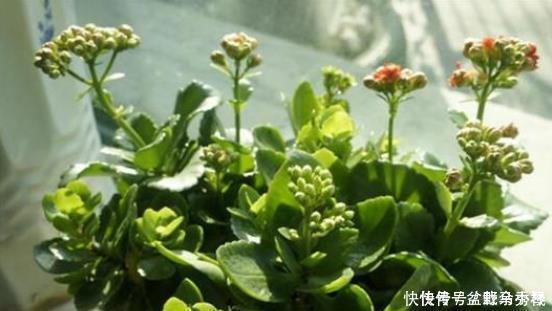 叶子|想让长寿花叶子绿、花朵大又多花多吗?教你4个小窍门