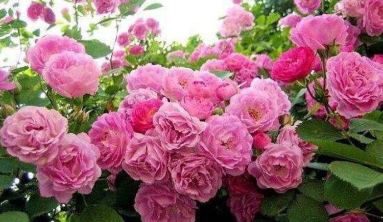 4种花号称花界劳模,花色繁多易爆盆,娇艳欲滴