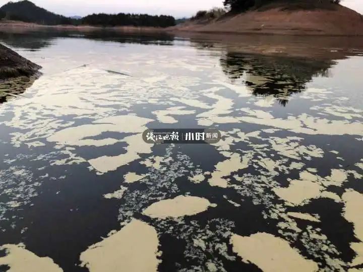 奇景！千岛湖湖面一片“金黄”！背后秘密让吃货激动了