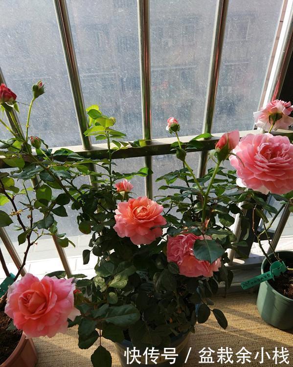 一款超级香的阳台盆栽花,花朵也漂亮,四季都开花,养护也不难