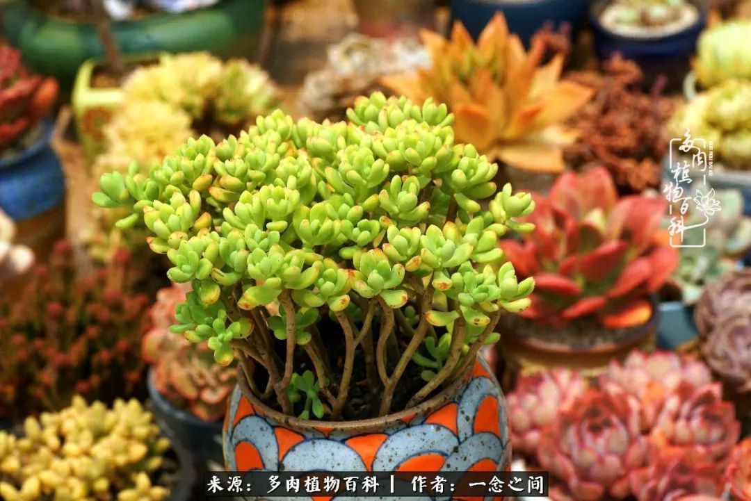 群友聊多肉没有最二只有更二,爆笑百科二群的二货二事!