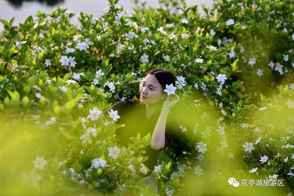 叶蓁蓁|初夏，去寺前赴一场栀子花之约