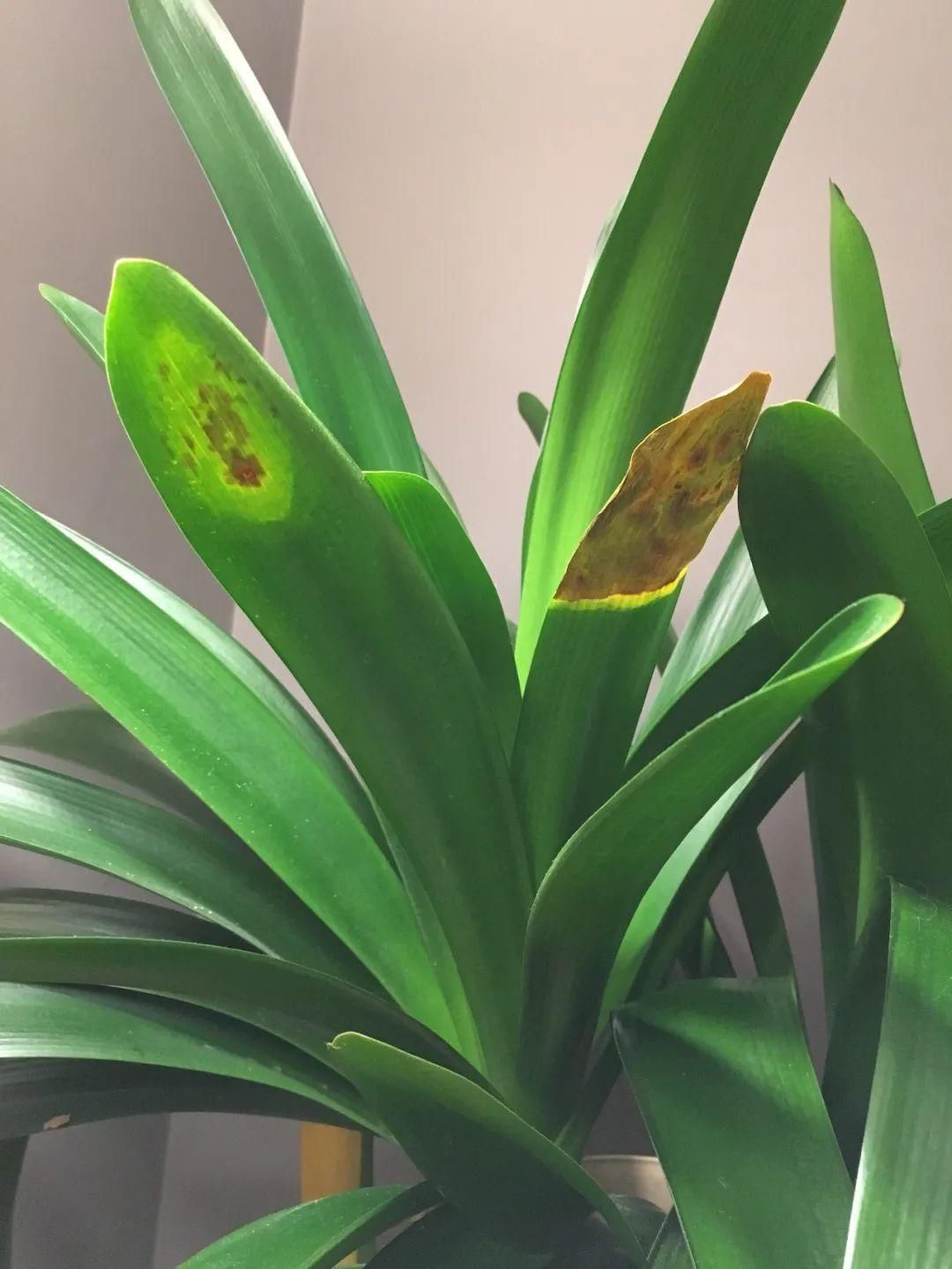 朋友|为啥很多朋友在家里养不好君子兰,有可能一开始就买错了