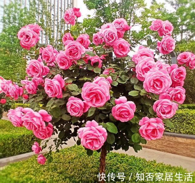 6种“便宜花”,稍加打理养成“棒棒糖”,给多少钱都不卖