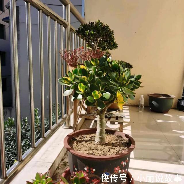 玉树这么养,整个冬天没黄叶,玉树临风,漂亮非凡!