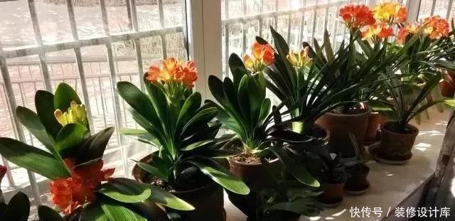养君子兰,就用4种药,只需埋在花盆中,花剑冒不停,叶绿花还旺