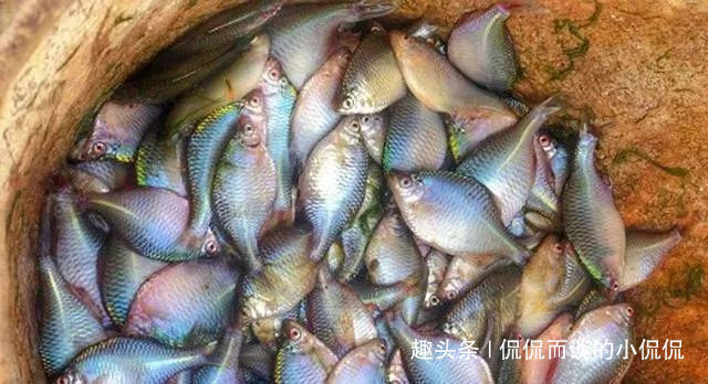 钓鱼人最“痛恨”的7类鱼,十个钓鱼人里面,有九个半是讨厌的