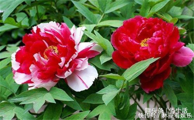 圆锥形|院子养花,就养一些“开花精品”大胡红,花开火红,百花争艳