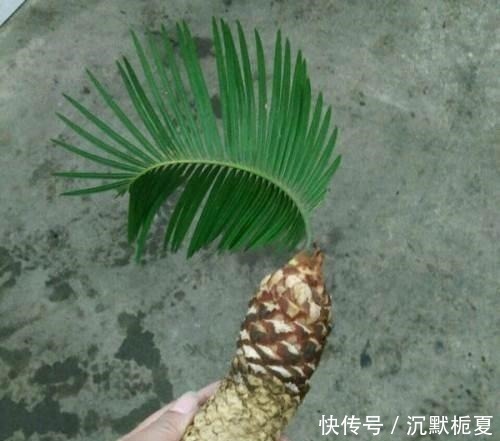 叔叔养了1盆“光杆树”,邻居都笑他傻,2年后看到一脸羡慕!