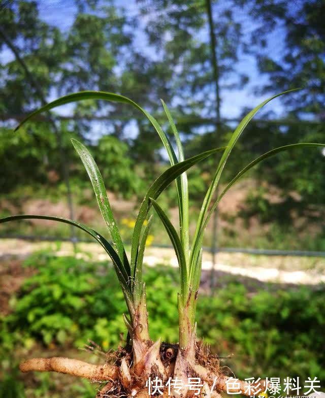 老农|兰花到底是先生根？还是先发芽？看看老农怎么说