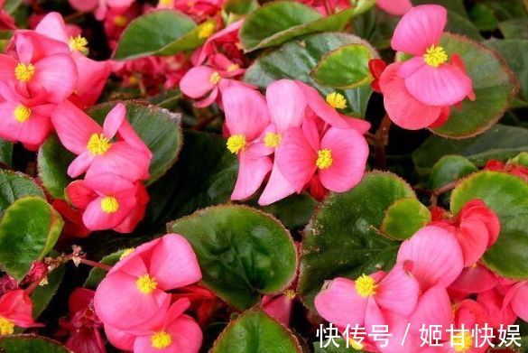 养花就养5种花,好养易活花量大,开花爆盆很漂亮,谁养谁上瘾