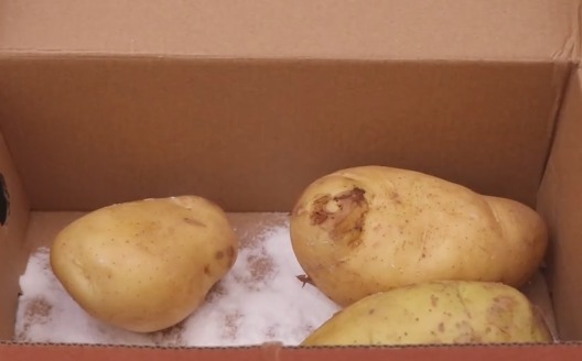 土豆太容易发芽,不用愁箱子里撒一把,存放一年也不发芽