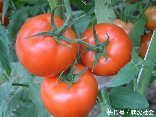 人到中年，不妨多吃四种食物，滋肝明目、推迟衰老，谁吃谁健康