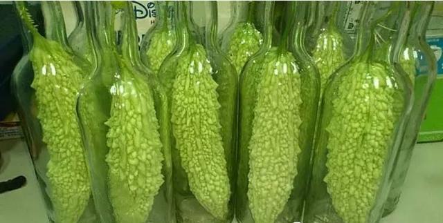 大妈把苦瓜套上玻璃瓶,被邻居们嘲笑,结果几个月后让人羡慕