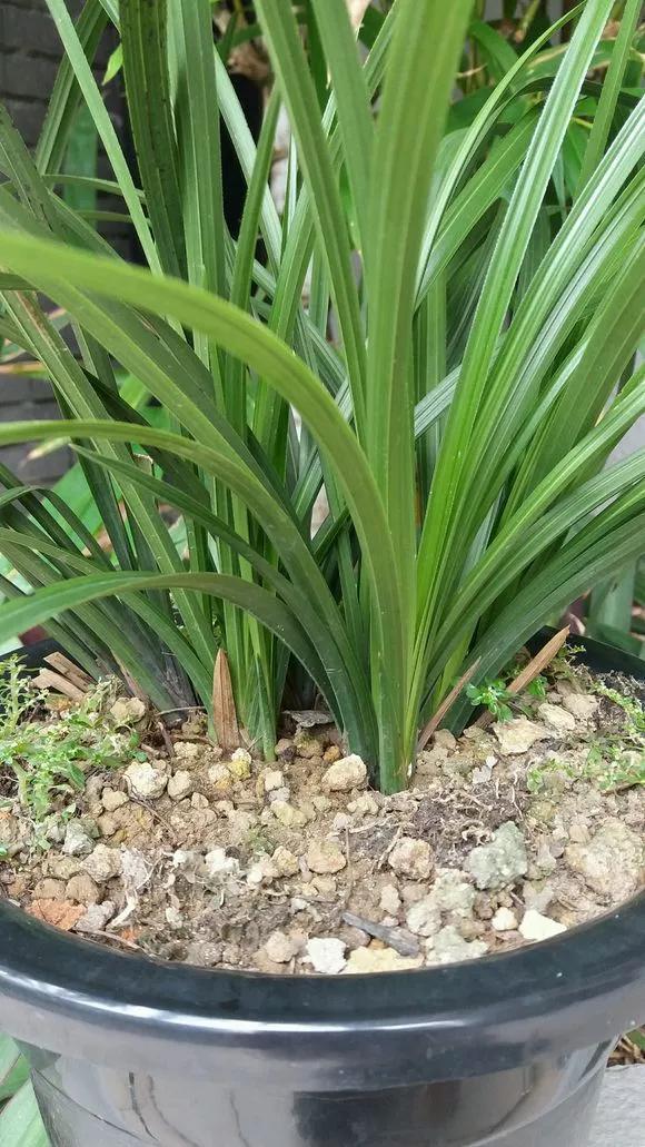 花友|淘米水啤酒水,真不如这种水,养花一绝,浇一盆旺一盆