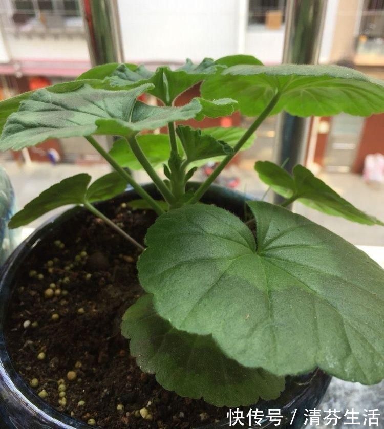 生长期|这6种花，要经常“摘心”，分枝多开花多，株形更丰满