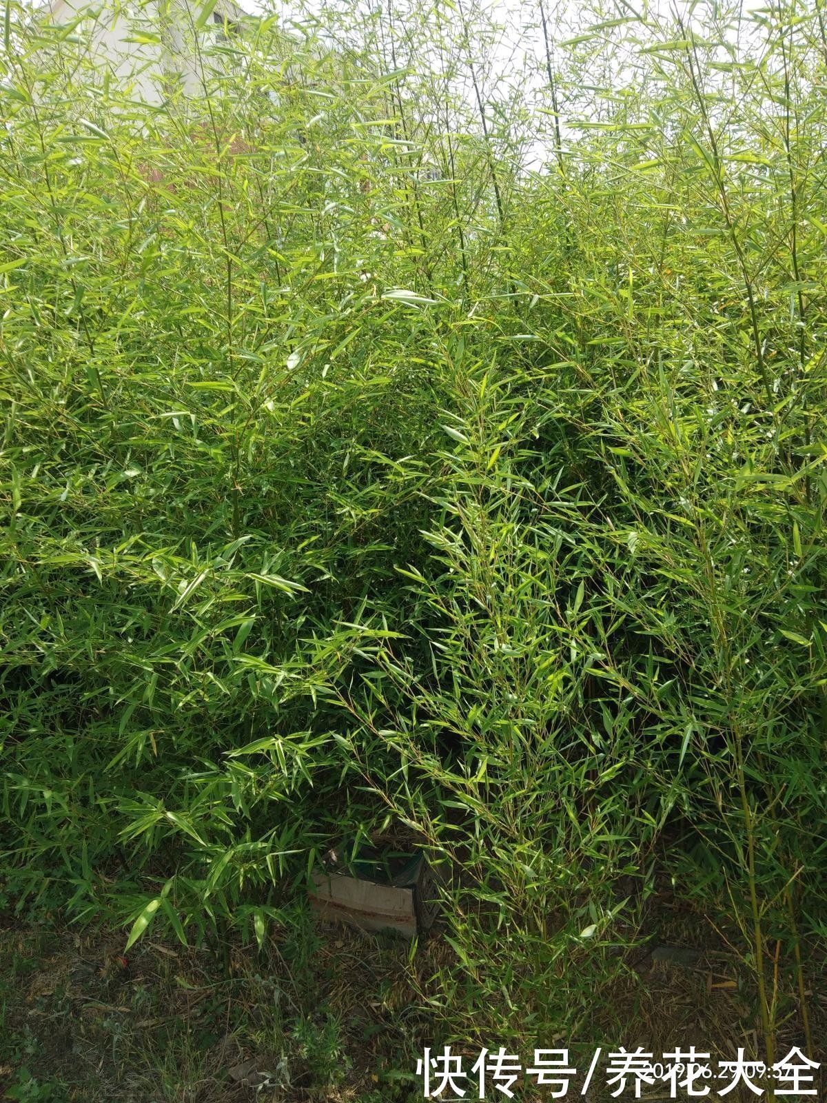 房顶上养了一株花,邻居叫我赶紧砍掉,真是为难