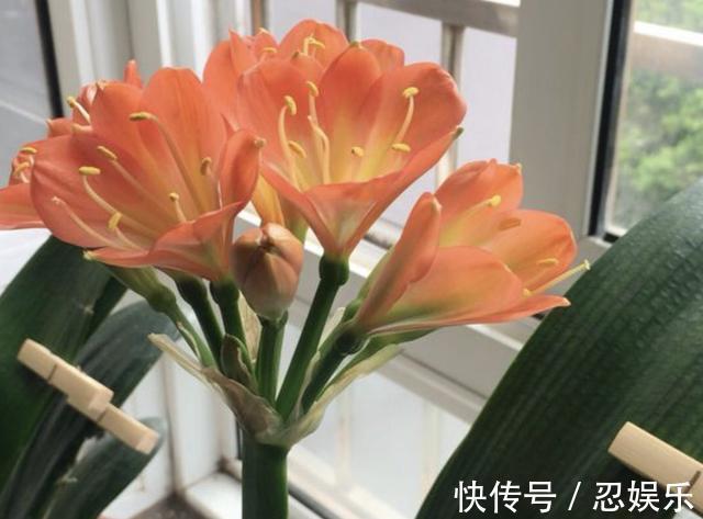 什么啤酒水、鸡蛋壳，也比不上“它”，煮熟后放盆里，啥花都旺！