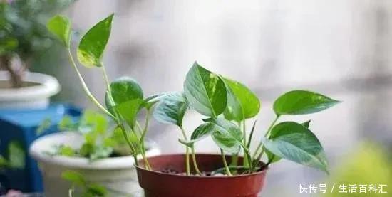 绿萝|7种爱“喝醋”的花草,浇水时加点“醋”,根壮叶绿、不怕黄叶