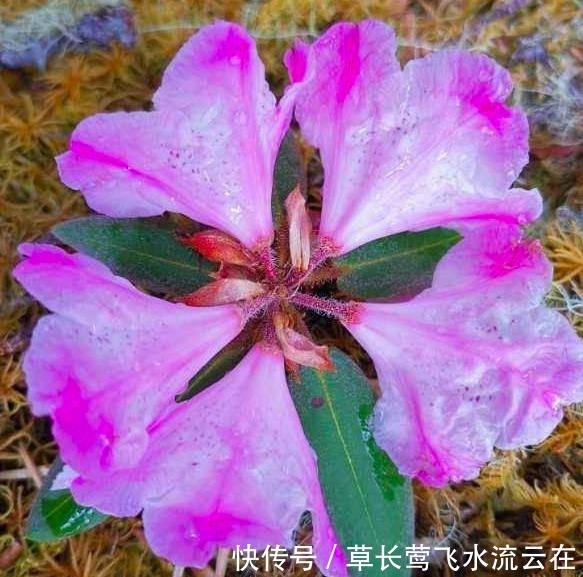 灭绝后再次复活!全球最珍贵的花在四川
