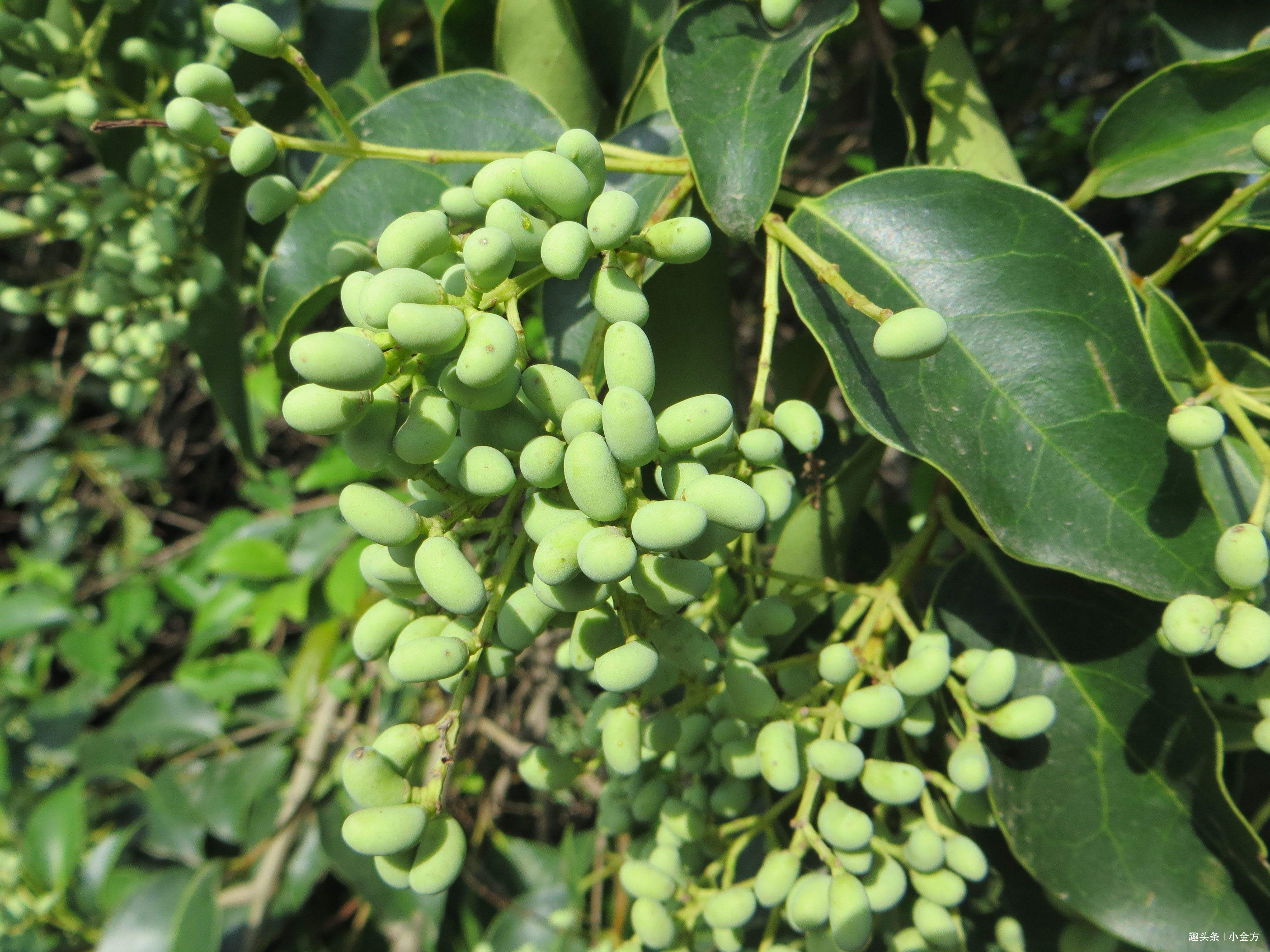 潮热|更年期第一方,潮热、盗汗、头晕、耳鸣、腰痛,2味药完美解决!