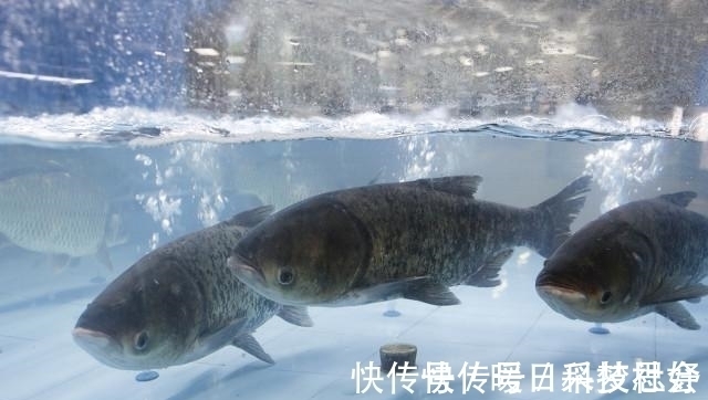 伊势尼|钓鲢鳙线组的搭配怎么才合理?看完你就懂了