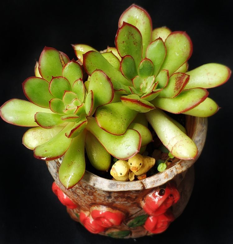 成长|与多肉一起走过的日子，见证多肉的成长过程！