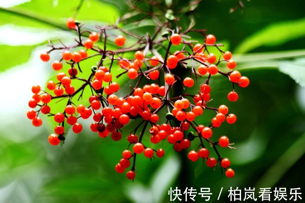 小儿麻痹后遗症|一分钱不花就可治疗颈椎病腰椎病的草药,血满草,接骨草