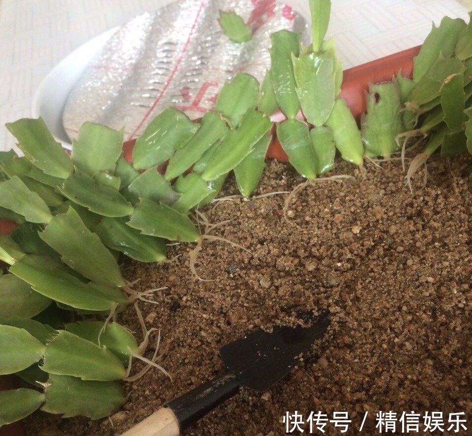 生根|邻居扦插蟹爪兰,准备1块“泡沫板”,促进生根,养2周冒白根