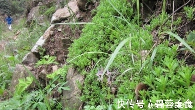 赵学敏|它是如此的珍贵,若长在你家路旁,赶紧移栽家中,小心被别人挖走