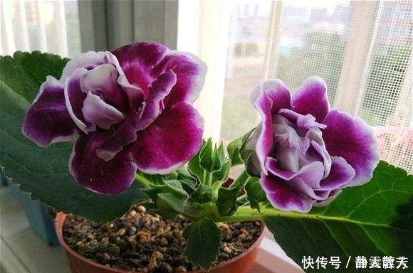 大岩桐花|一种四季开花的花,用叶子都能“插活”,漂亮又好养,不养可惜了!