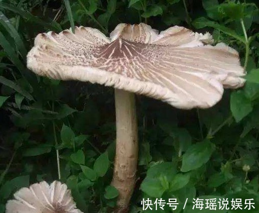 小辣椒|这几种珍贵食材，营养价值高，城里花钱都买不到，在农村随处可见