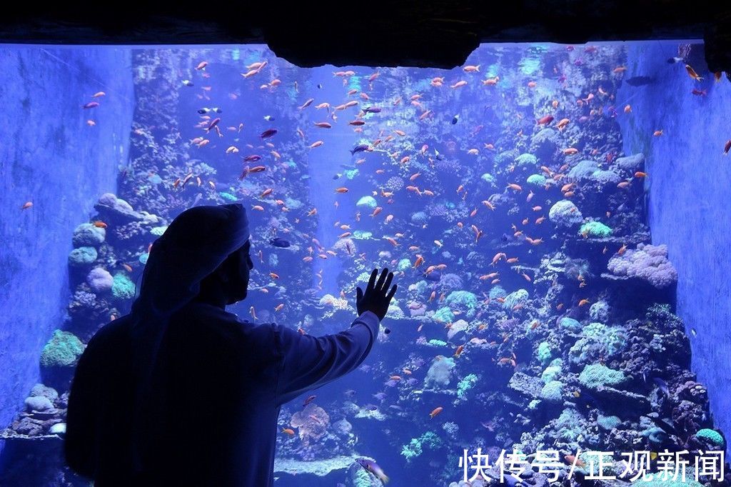 国家水族馆|中东地区最大水族馆——阿布扎比国家水族馆正式开馆