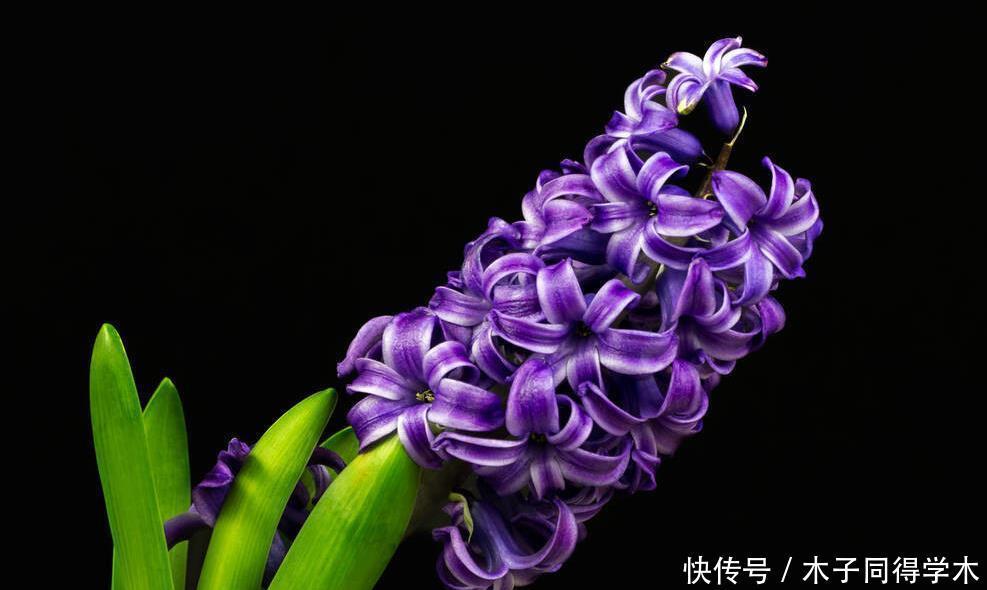 八种冬天可以水培开的花,现在是花期,花大又漂亮,真美