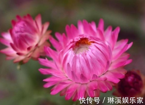 家养“永生菊”,一开就150天,比月季好养,比菊花更好看,值了