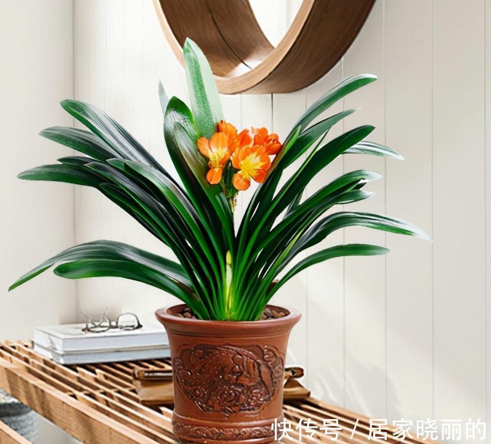 公认的“十种健康花”,建议至少养一盆,净化空气一级棒