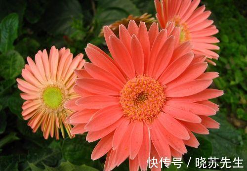 空气|冬季室内通风不好,就养3种养人花,个个都是清新空气小能手