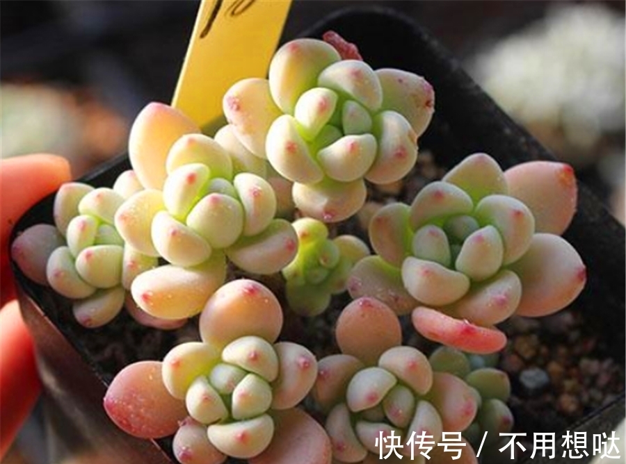 冬天劳尔易冻伤？多做4件事，增强抗寒能力，上色变美安全越冬