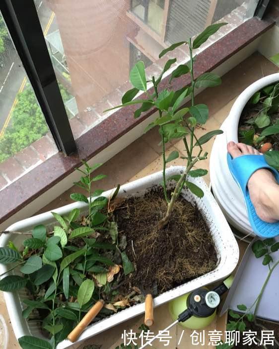 果子|盆栽柠檬只开花不结果?春天做好4件事,夏天果子满枝头