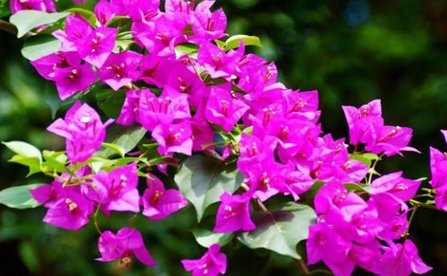 超耐旱的4种开花植物，丢土里就能活，漂亮好养不操心，懒人最爱