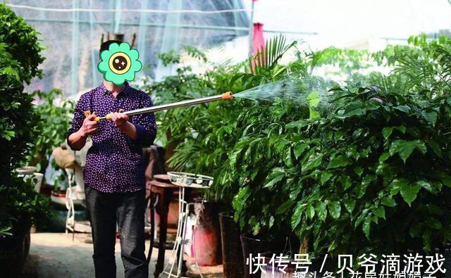 幸福树|喜欢养花也不要忽视绿植的作用,室内选择这4种绿植养,美观大气