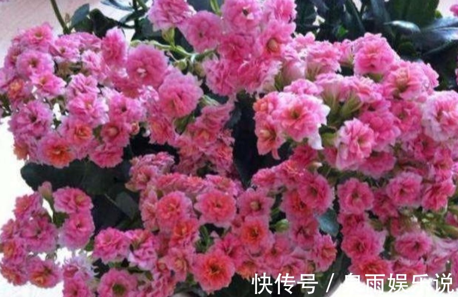 花友|5种花是爆盆“能手”，好养易活，开起花来“拦”不住，美不胜收