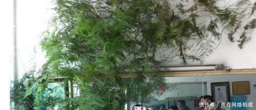 花友们|文竹、发财树,用这“水”养一养,一窜2米高,再也不黄叶!