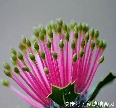 养花试试这款，成群开花时，看起来更壮观