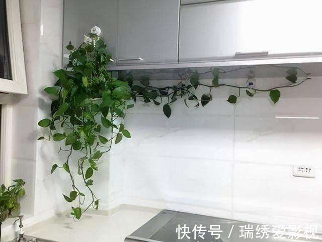 厕所再小,也要养盆吸味花,清除臭味、异味效果好