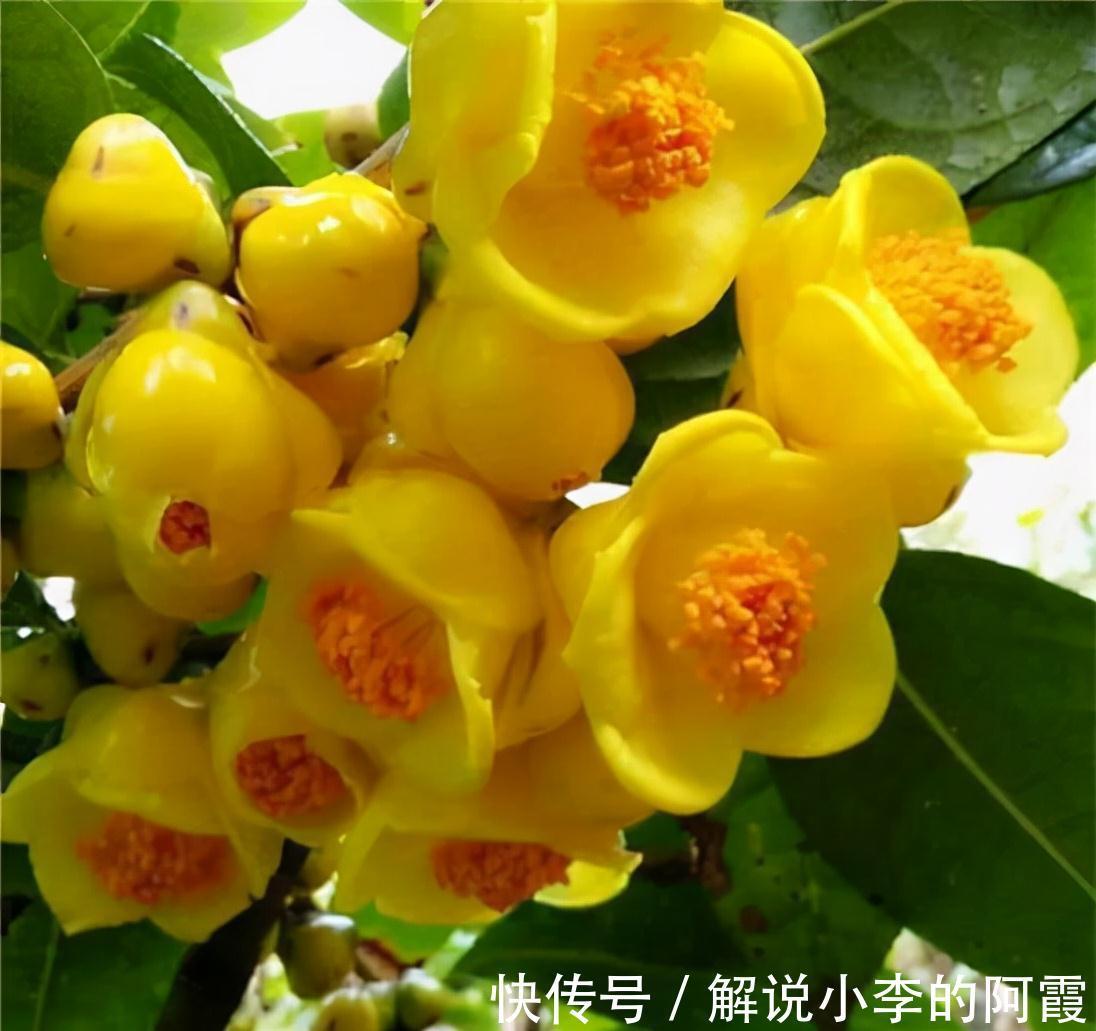 此花真不错,花色金黄,营养丰富,观赏食用两不误,你见过吗