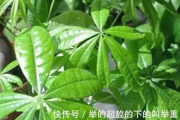 家里养4种耐旱花，一月浇1次就能长得很好，适合新手！
