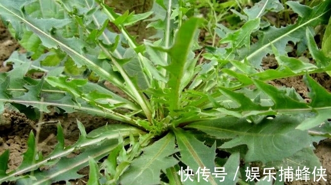野菜|农村随处可见的一种“野菜”,老一辈都吃过,可如今却少人识