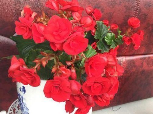 此1种花,一片叶子能插活,一开就是6个月,养了就赚了